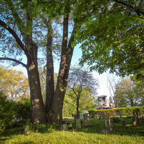 The End Draws Near for the grand old oak at Holy Trinity Cemetery